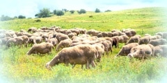 Sheeps graze on a meadow of mountain at sunset of Greece.