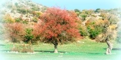 Amazing landscape with colorful trees, green field and rocky hil