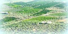 The sunny summre countryside.