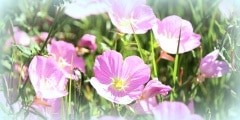 Pink evening primrose