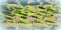 Koroneiki variety olive grove in Messinia, Greece.