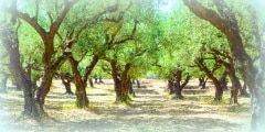 The olive grove.