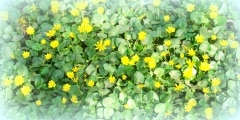 beautiful yellow spring flowers with green leaves, background for design, natural wallpaper