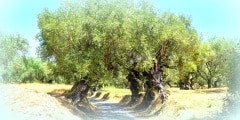 The old olive grove.