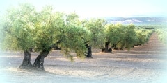 Olive trees in a row