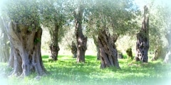 Old olive grove in Corfu, Greece