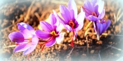 Close up of saffron flowers in a field at autumn
