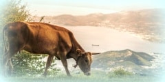 Cows graze on a meadow of mountain at sunset of Greece. Cow on t
