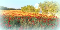 Wonderful poppy field with small church in Kos island Greece
