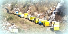 many yellow and blue beehives in the hills of mani on greek peloponnese in spring