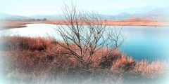 A tree next to the lake of Agra Edessa Greece