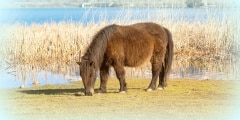 Pony horse out in the nature eating.