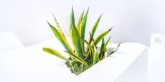Agave plant and white architecture in Santorini, Greece