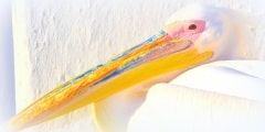 Greece, Petros famous pelican of Mykonos