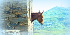Donkey in pigeon house on  island of Tinos in Greece