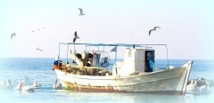 Fishing Boat and the fisherman surrounded by seagulls and pelicans, in Greece.