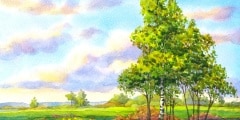 Watercolor landscape. The trees in the evening field