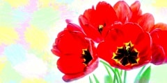 Colorful spring flowers, Bouquet of tulips. Floral motif wallpap
