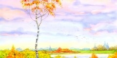 Autumn birch scene