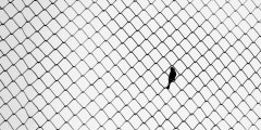 minimalist of alone little sparrow  bird hold on metal screen in