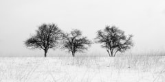 Three Trees in Snow