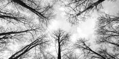 Trees reaching for the sky