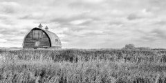 Large old barn behind a tall crop in a field in rural black and