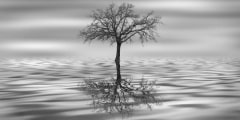 Albero riflesso nell'acqua