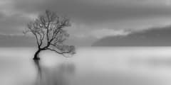 Lone tree, Lake wanaka, New Zealand (black and white)
