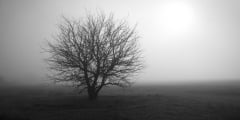 Lonely in the fog