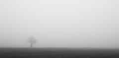Nebbia in baraggia