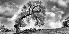 Leaning Oak Tree, Amador County