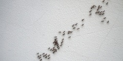 Black ants are following each other in a chain