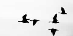 Canadian Goose Flying Formation Silhouette