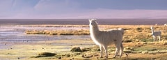Lamas on the lagoon Colorada lagoon with flamingos on the plateau Altiplano, Eduardo Avaroa Andean Fauna National Reserve, Bolivia
