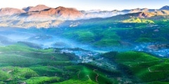Tea plantation valley at sunrise