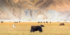 Grassland with Muztagh Ata mountain and Karakuli Lake, Pamir Mou