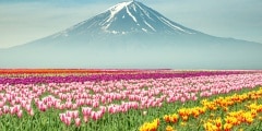 Landscape of Japan tulips with Mt.fuji in Japan.