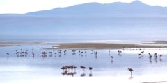 Colorada lagoon with flamingos on the plateau Altiplano, Eduardo Avaroa Andean Fauna National Reserve, Bolivia