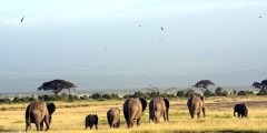 African elephants and the Kilimanjaro, Amboseli National Park, K
