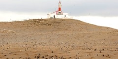 Penguins - Magdalena Island - Chile