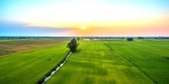 surgar palm in rice green fields