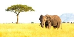 Elephant