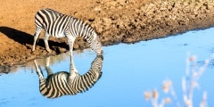 Wildlife Animals Zebras