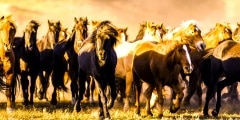 gallop