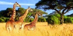 Three giraffe on Kilimanjaro mount background