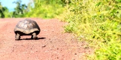 Giant Tortoise Walking on a Dirt Road in Santa Cruz Highlands in