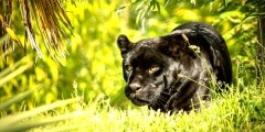 Prowling
