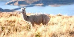 lama