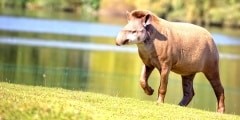 Tapir in a clearing, in the wild